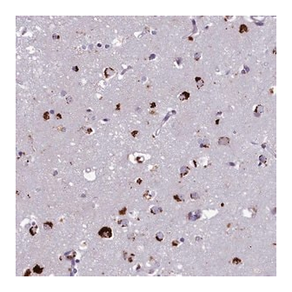 Merck Anti-WDPCP antibody produced in rabbit