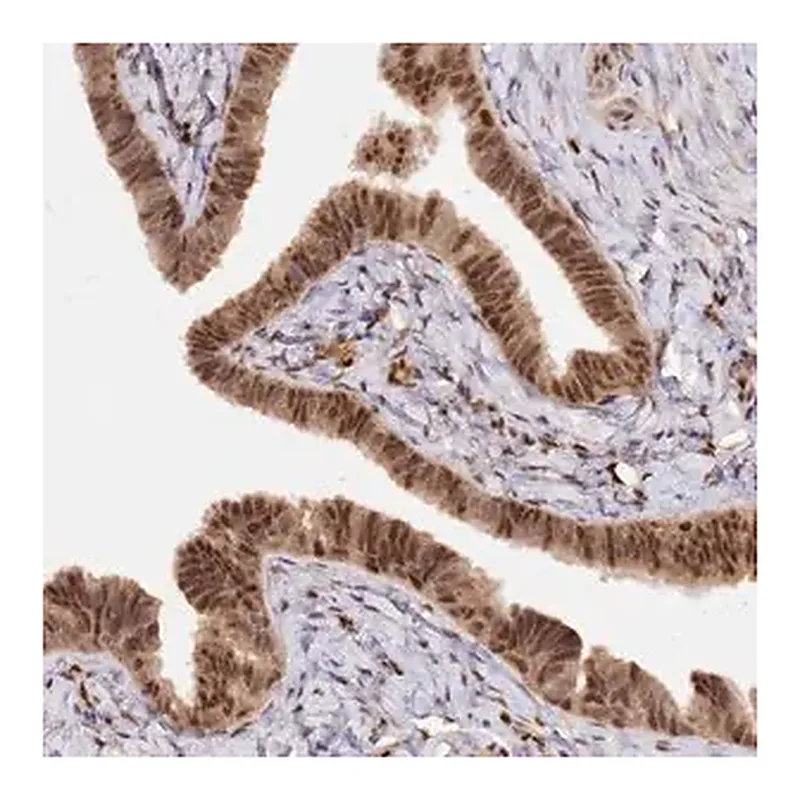 Merck Anti-SECISBP2 antibody produced in rabbit