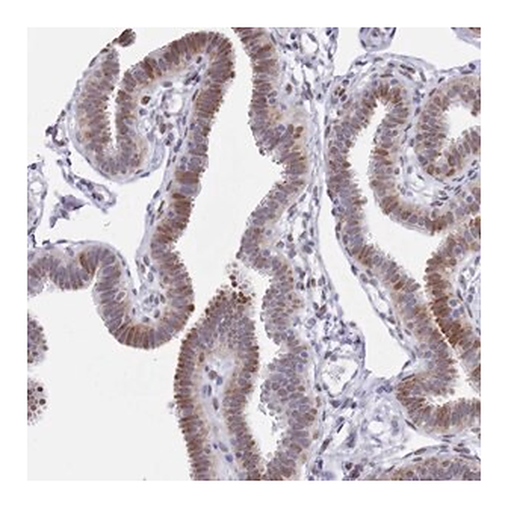 Merck Anti-COPS6 antibody produced in rabbit