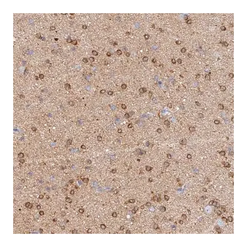 Merck Anti-CACNA1B antibody produced in rabbit