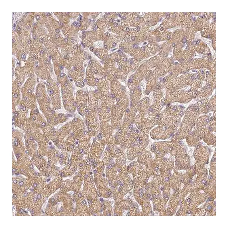 Merck Anti-UTP23 antibody produced in rabbit