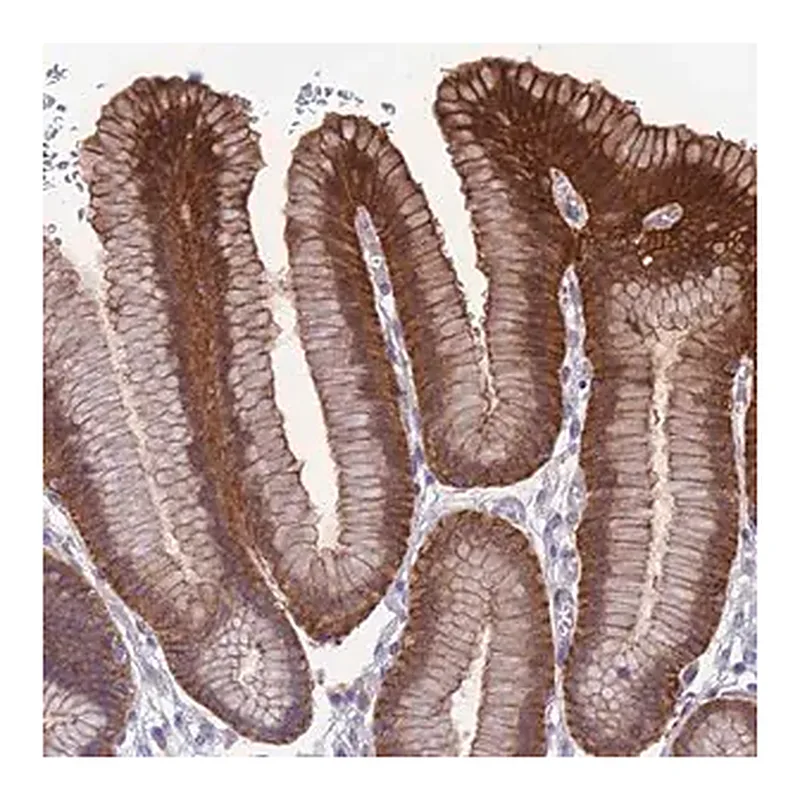 Merck Anti-RTN4RL1 antibody produced in rabbit