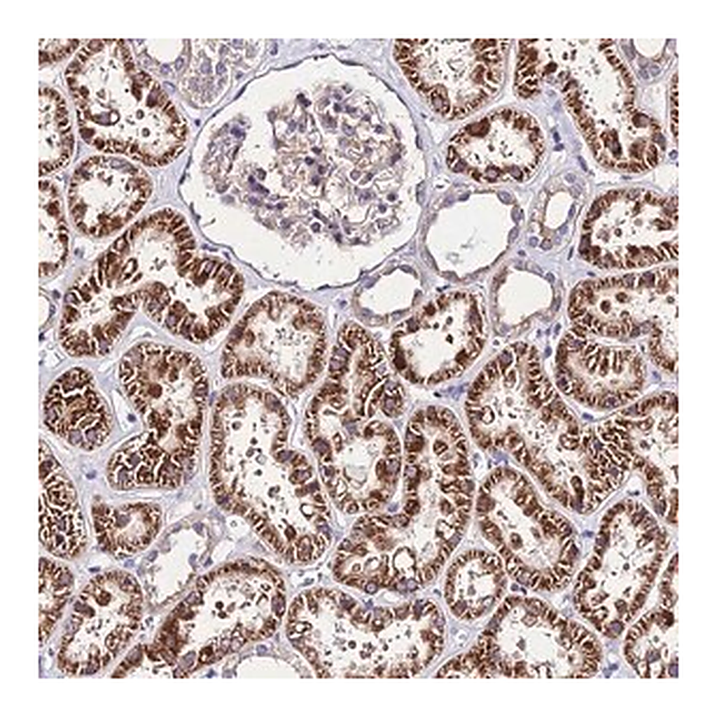 Merck Anti-LACTB2 antibody produced in rabbit