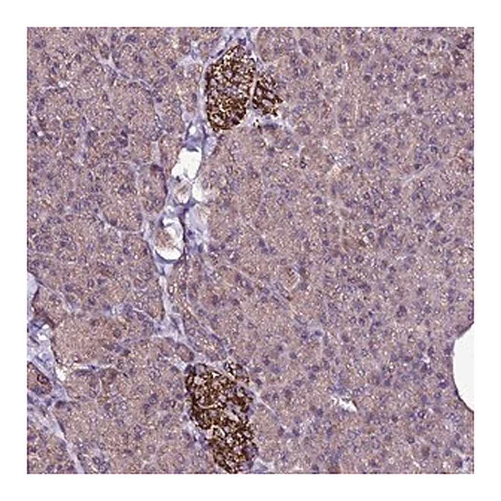 Merck Anti-ZNF329 antibody produced in rabbit