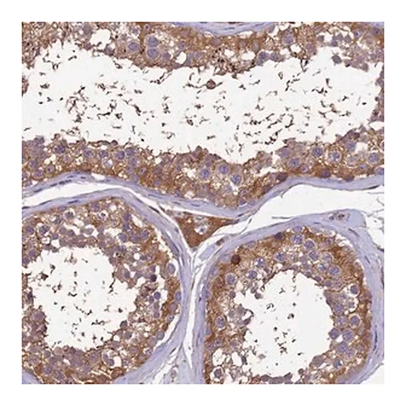 Merck Anti-GID4 antibody produced in rabbit
