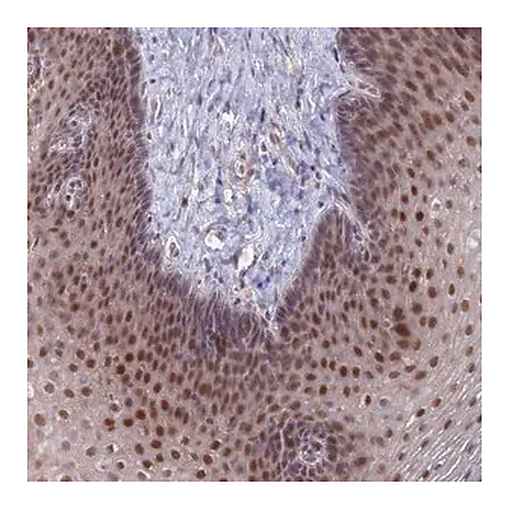 Merck Anti-ZUFSP antibody produced in rabbit
