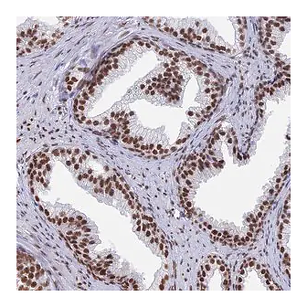 Merck Anti-ZNF280A antibody produced in rabbit