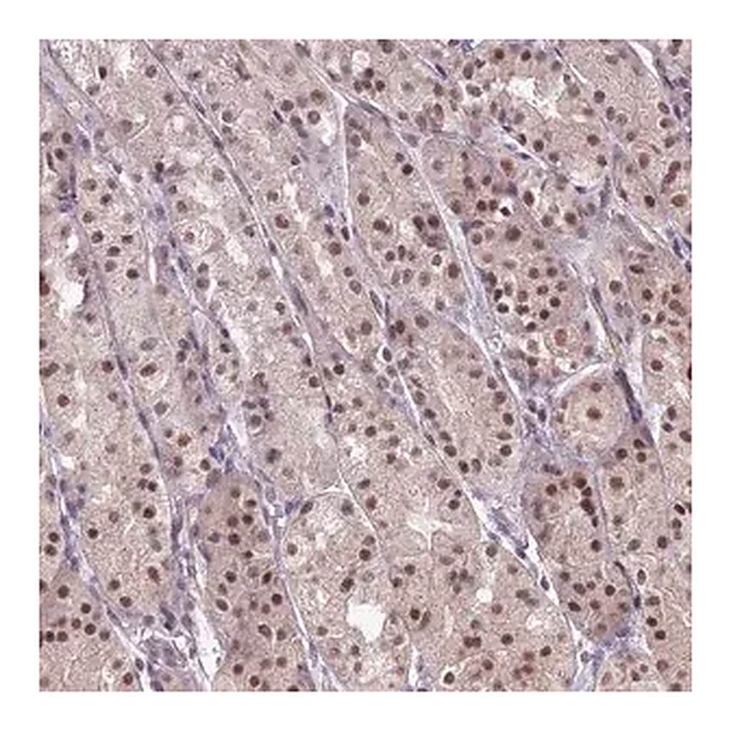 Merck Anti-KAT7 antibody produced in rabbit
