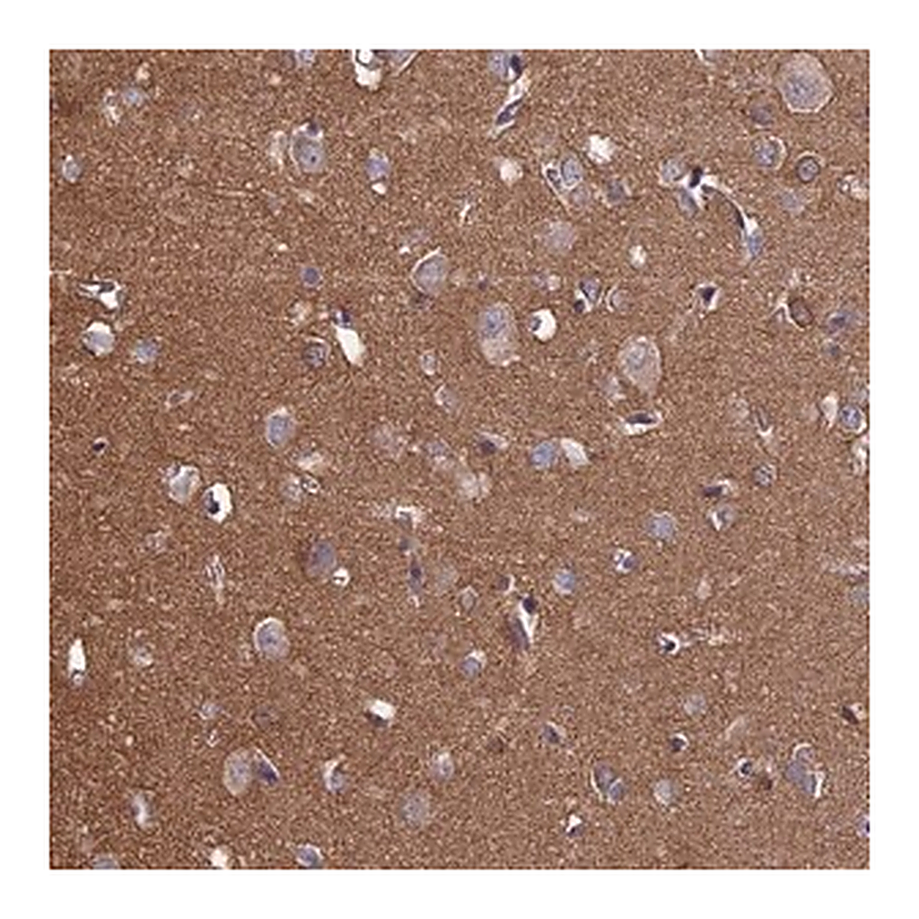 Merck Anti-PCDHA5 antibody produced in rabbit