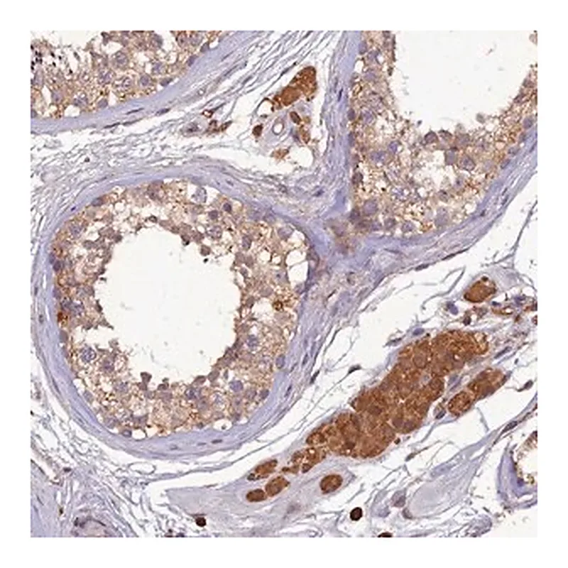 Merck Anti-TMEM258 antibody produced in rabbit