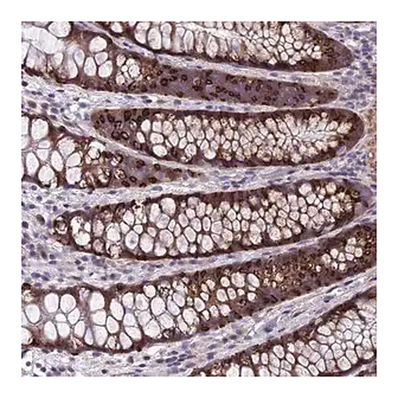 Merck Anti-GAB4 antibody produced in rabbit