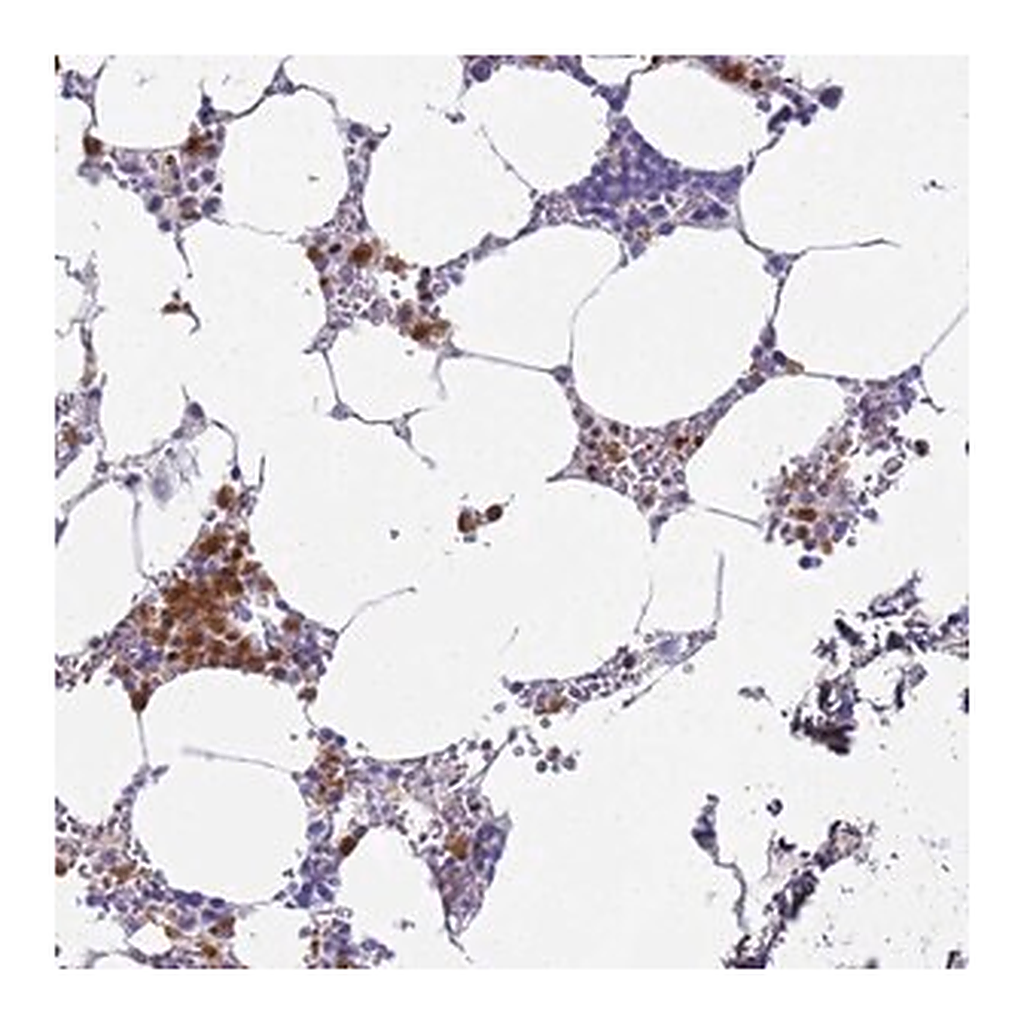 Merck Anti-MEIG1 antibody produced in rabbit