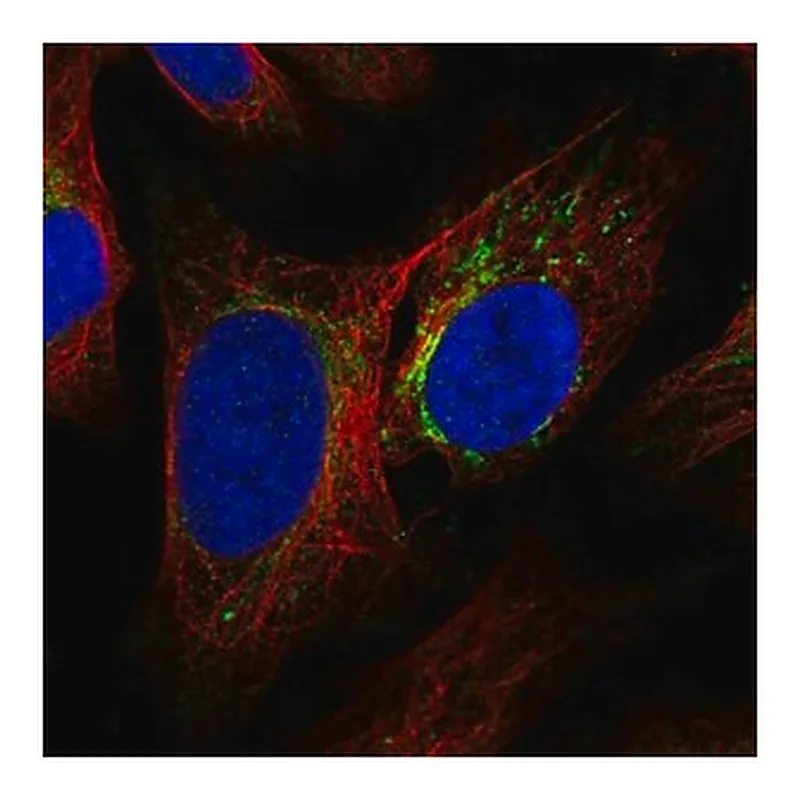 Merck Anti-DNASE1L2 antibody produced in rabbit