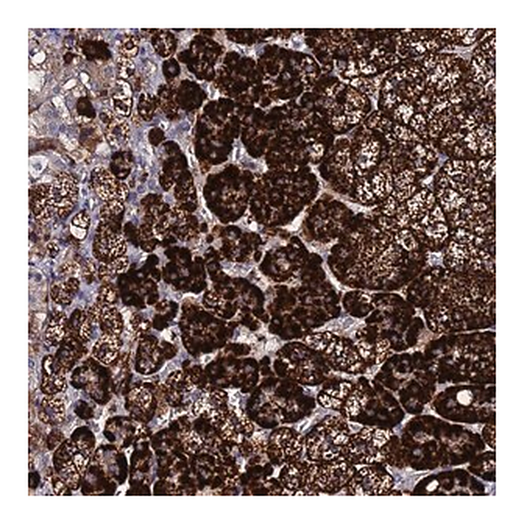 Merck Anti-TCP10L antibody produced in rabbit