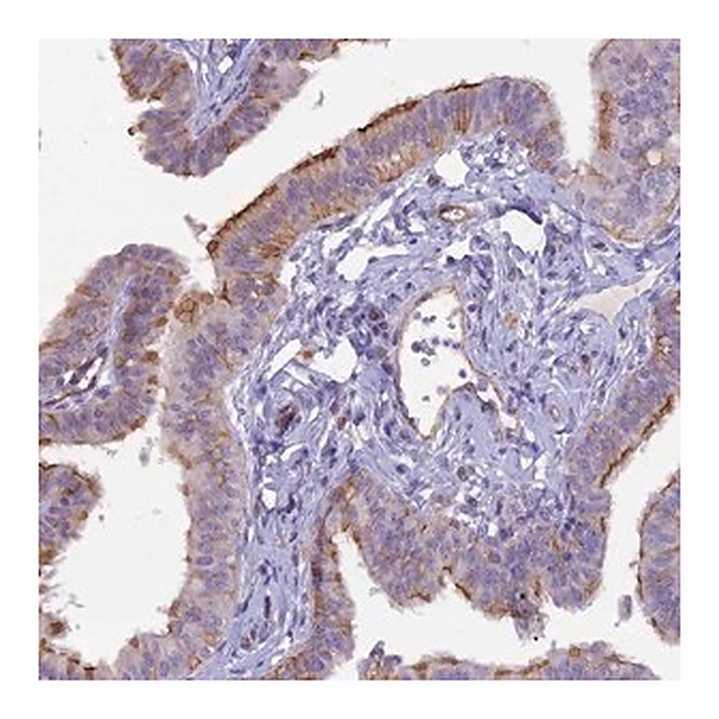 Merck Anti-CFAP47 antibody produced in rabbit