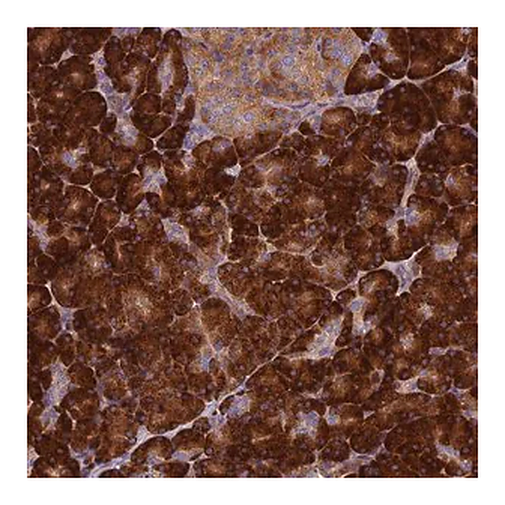Merck Anti-RNASEK antibody produced in rabbit