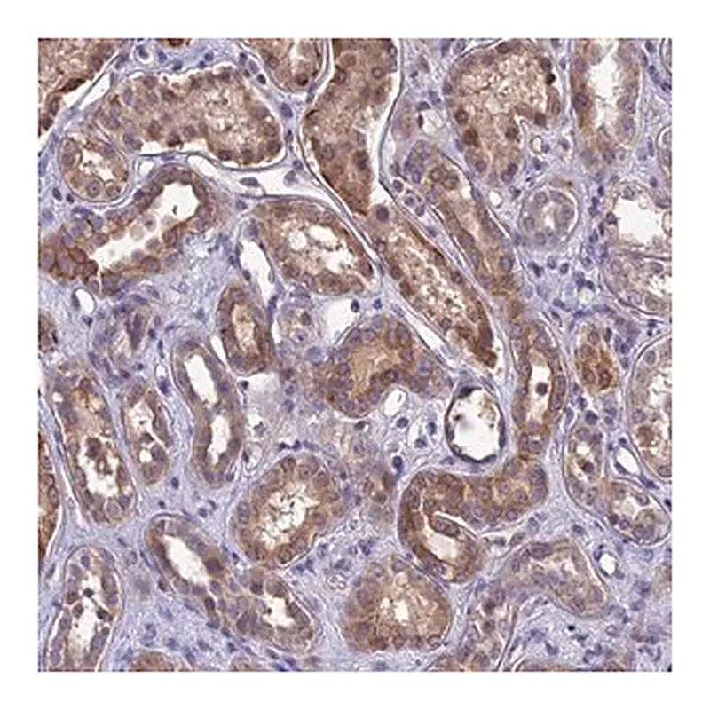 Merck Anti-DMRTA1 antibody produced in rabbit