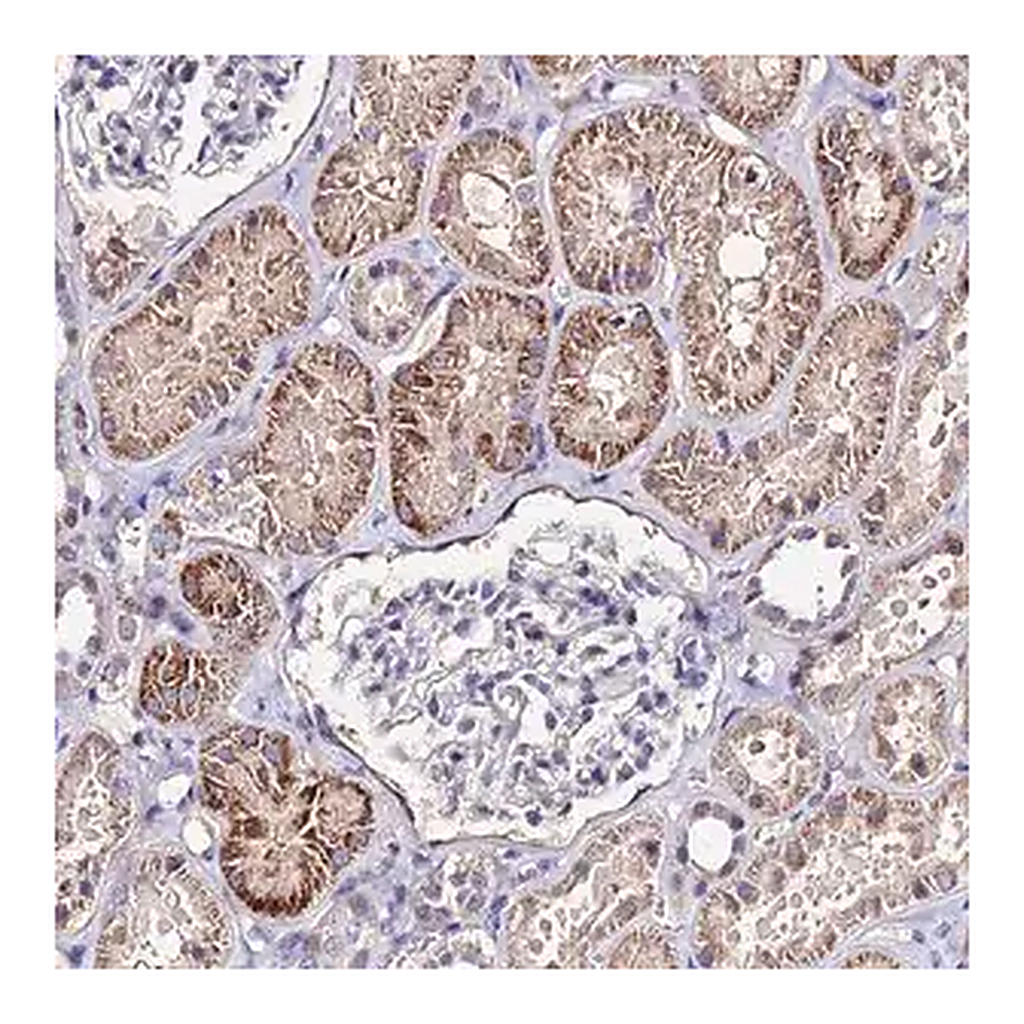 Merck Anti-ESRRG antibody produced in rabbit