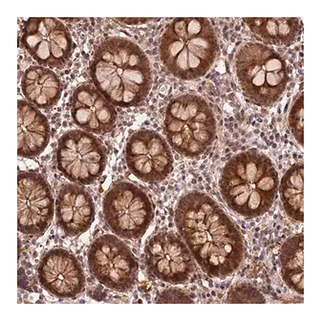 Merck Anti-ZNF480 antibody produced in rabbit