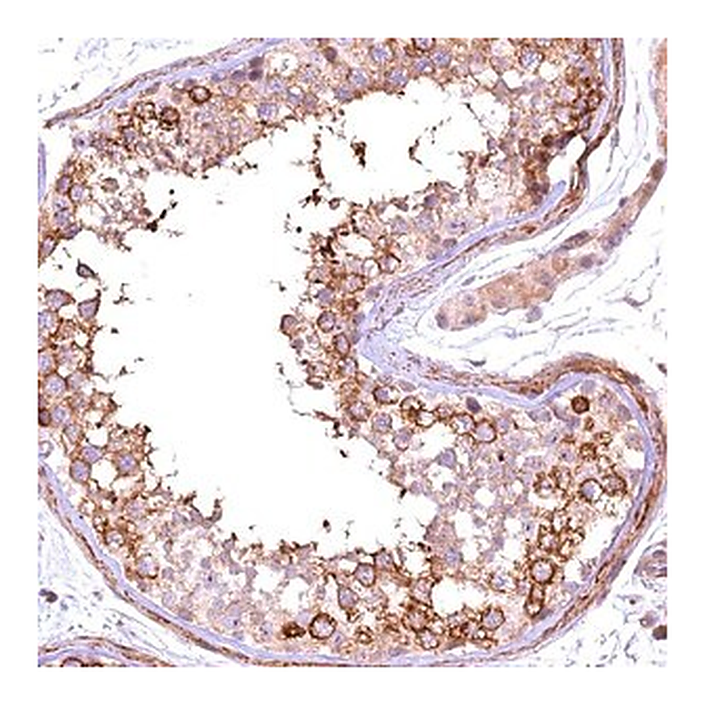 Merck Anti-FUZ antibody produced in rabbit