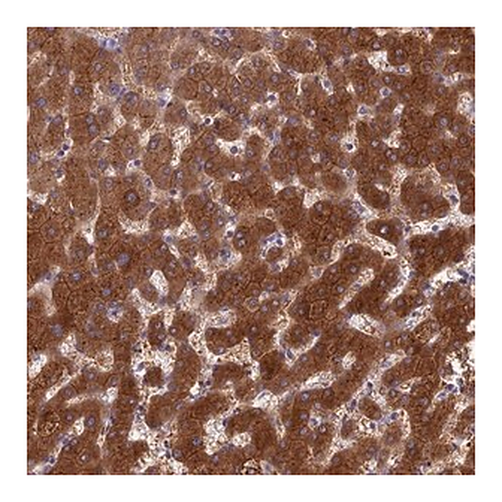 Merck Anti-BCL2L10 antibody produced in rabbit