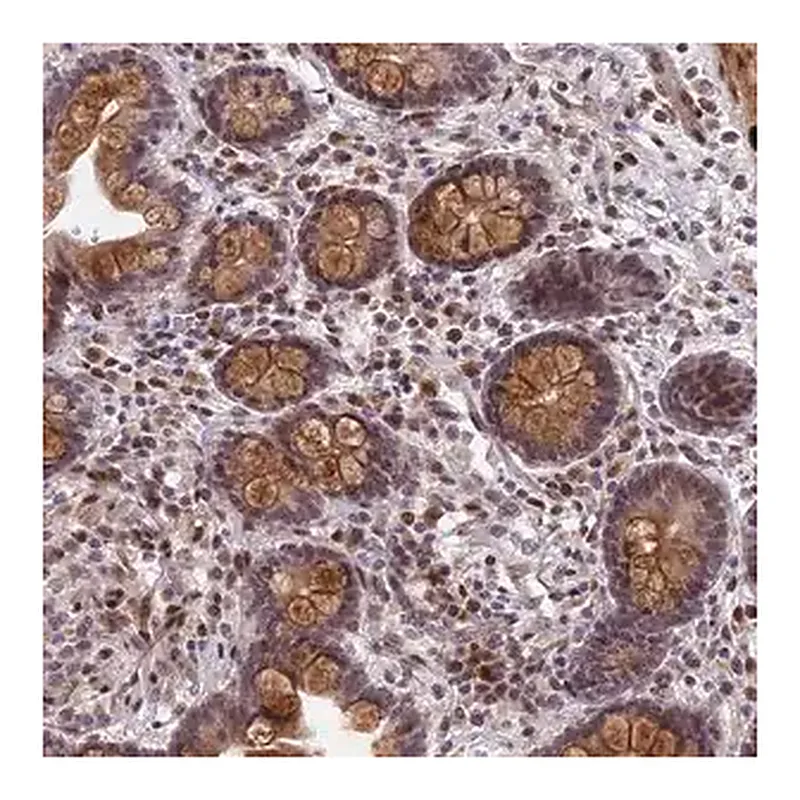 Merck Anti-PYGO1 antibody produced in rabbit