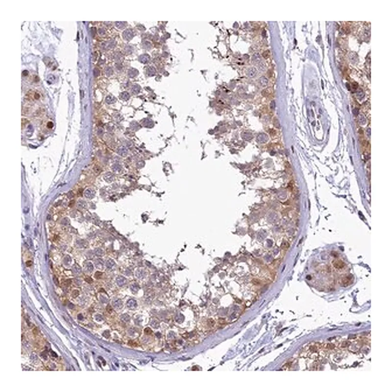 Merck Anti-IZUMO2 antibody produced in rabbit