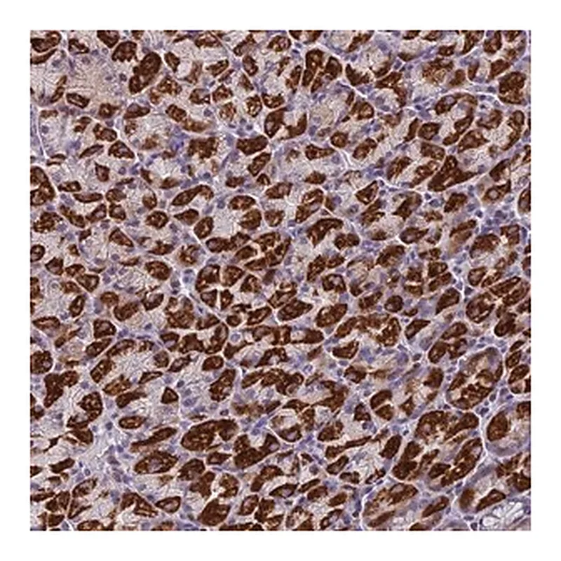 Merck Anti-ZNF563 antibody produced in rabbit