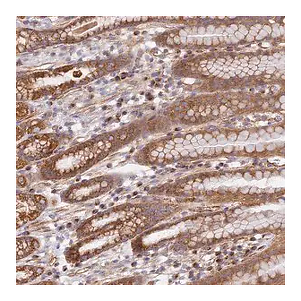 Merck Anti-DDA1 antibody produced in rabbit