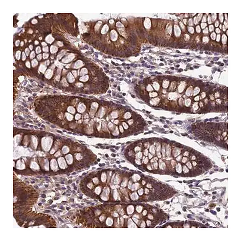 Merck Anti-HECA antibody produced in rabbit