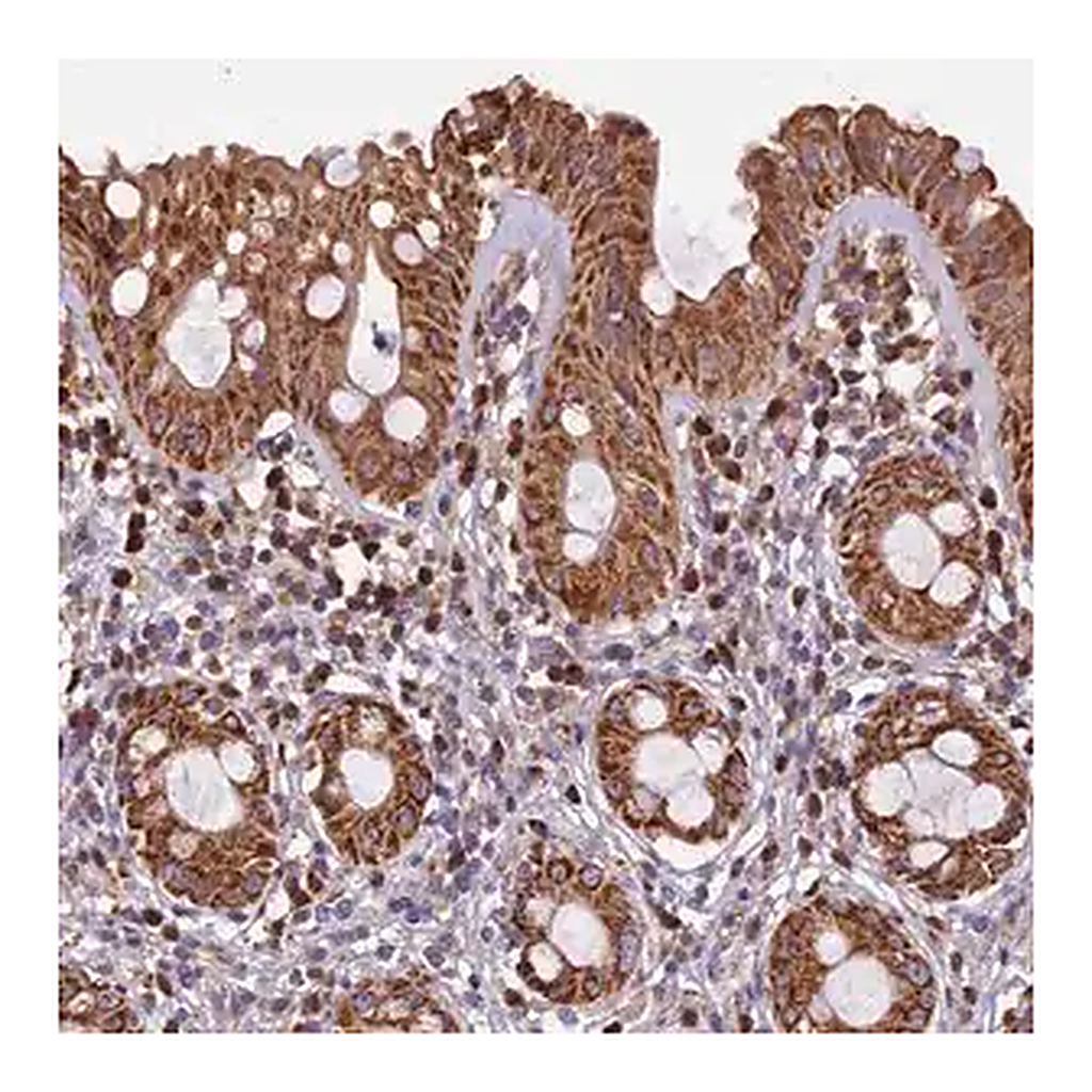 Merck Anti-EDAR antibody produced in rabbit