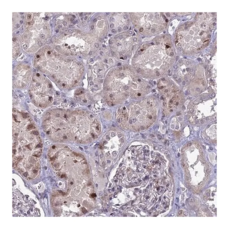 Merck Anti-TMEM263 antibody produced in rabbit
