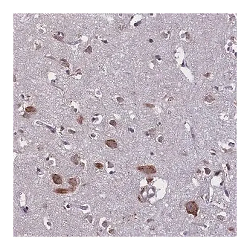 Merck Anti-KCNE5 antibody produced in rabbit