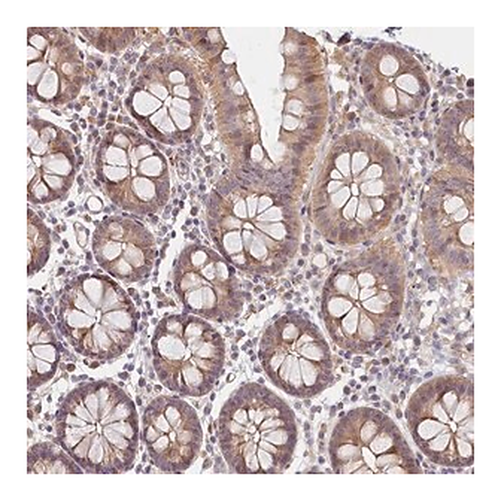 Merck Anti-INTS4 antibody produced in rabbit