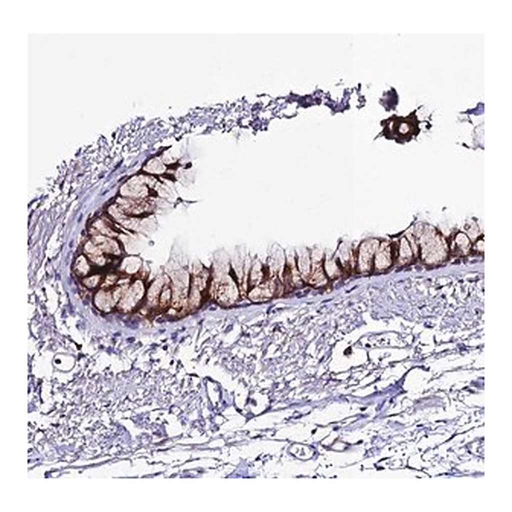 Merck Anti-OR51Q1 antibody produced in rabbit
