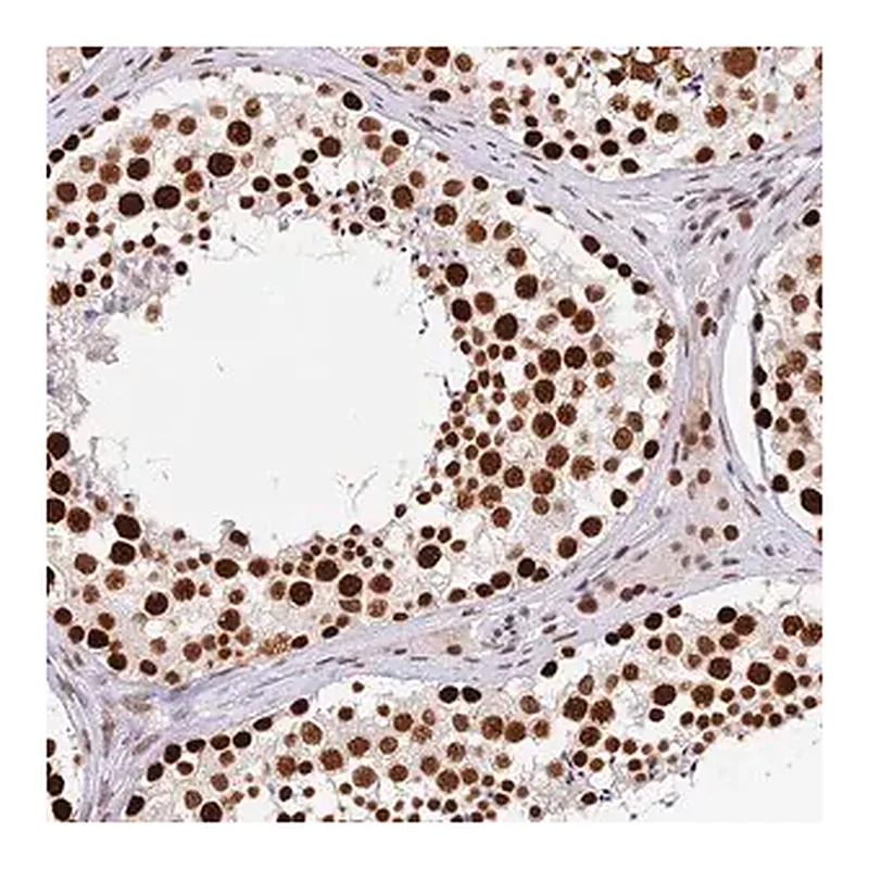Merck Anti-SBNO1 antibody produced in rabbit