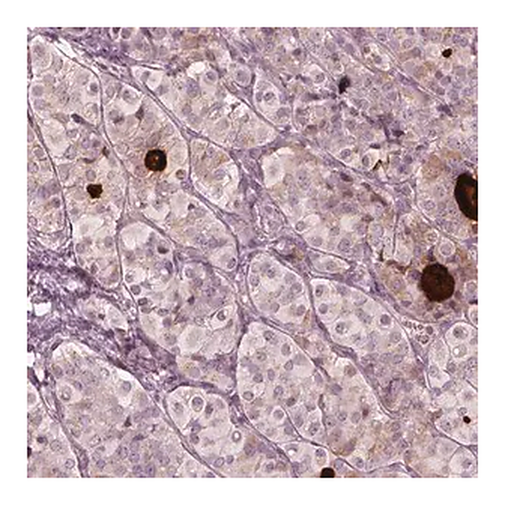 Merck Anti-MIA antibody produced in rabbit