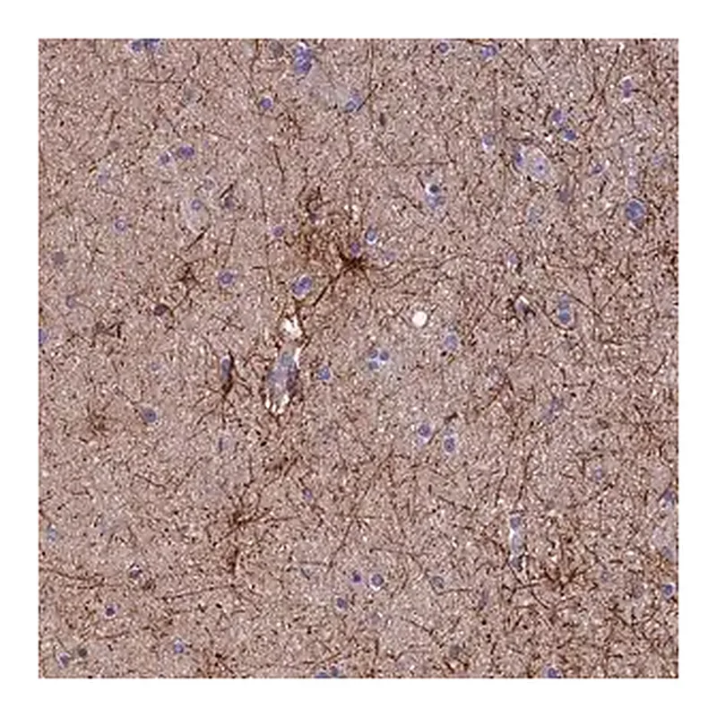 Merck Anti-USP37 antibody produced in rabbit