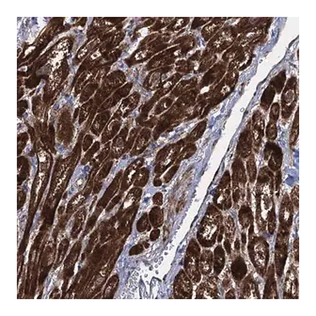 Merck Anti-TXNDC11 antibody produced in rabbit
