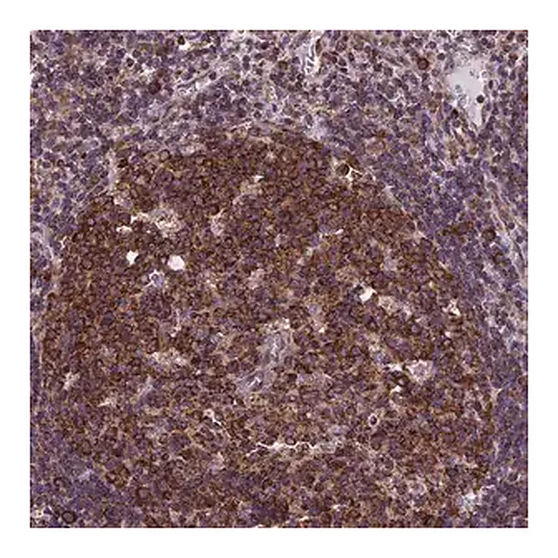 Merck Anti-SLC9A5 antibody produced in rabbit