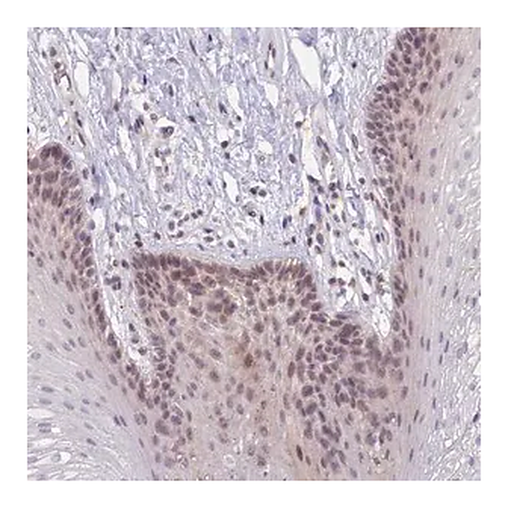 Merck Anti-CRAMP1 antibody produced in rabbit