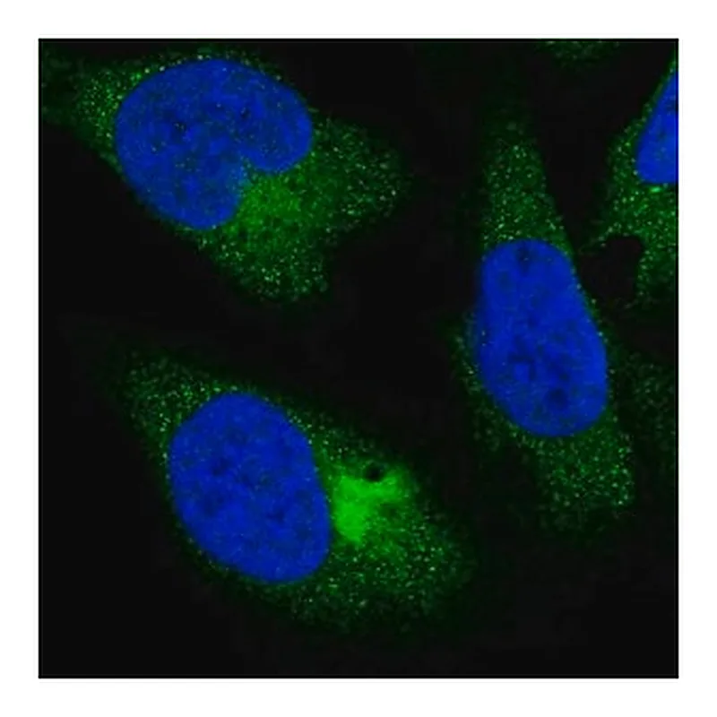 Merck Anti-PPP4R4 antibody produced in rabbit