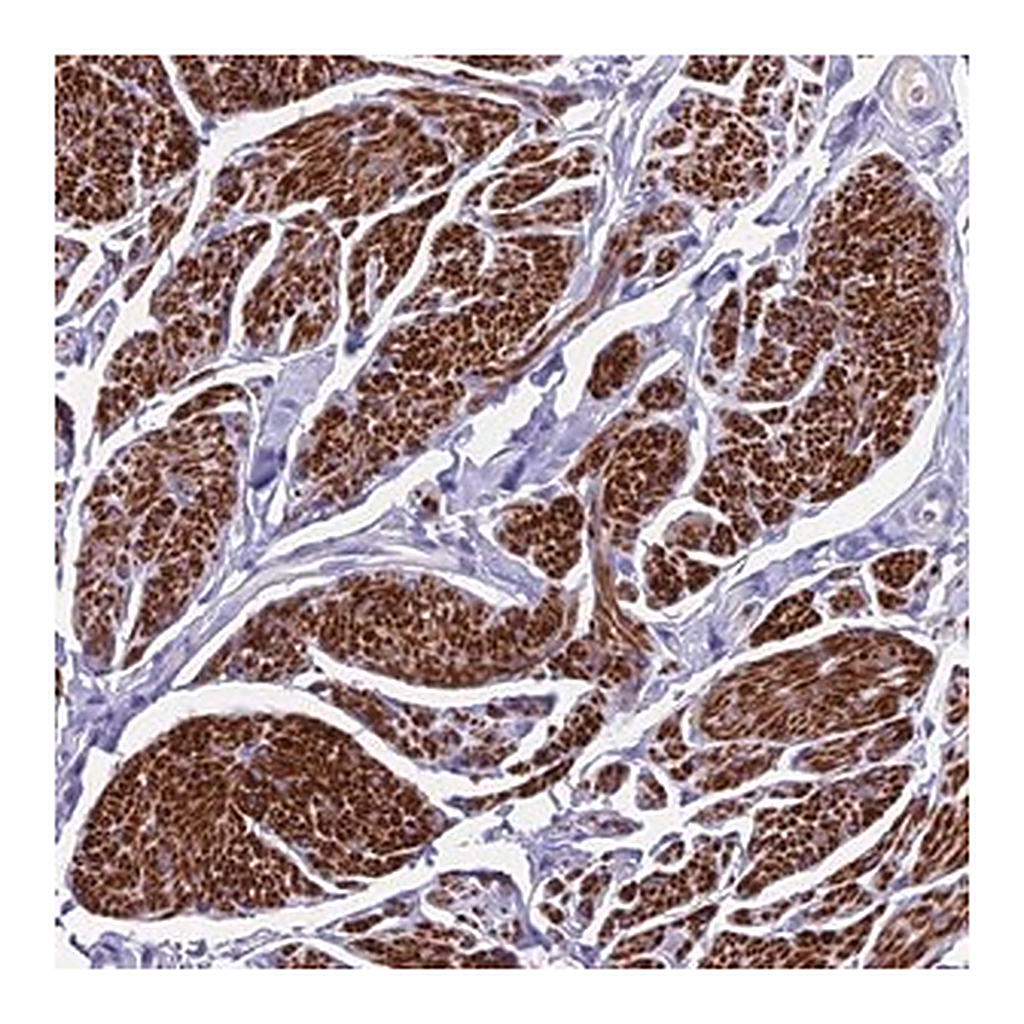 Merck Anti-GNG11 antibody produced in rabbit