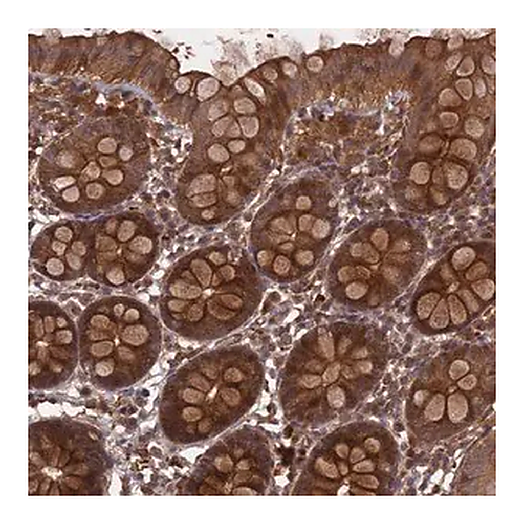 Merck Anti-FFAR4 antibody produced in rabbit