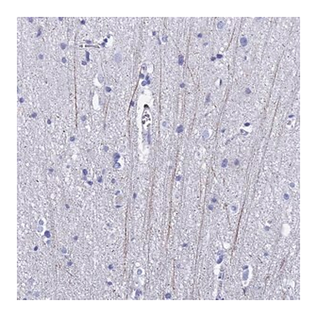 Merck Anti-PIRT antibody produced in rabbit