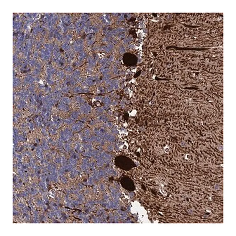 Merck Anti-EXOSC9 antibody produced in rabbit