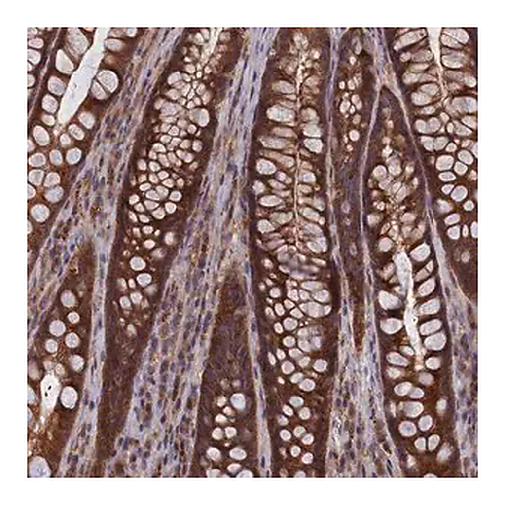 Merck Anti-CACTIN antibody produced in rabbit