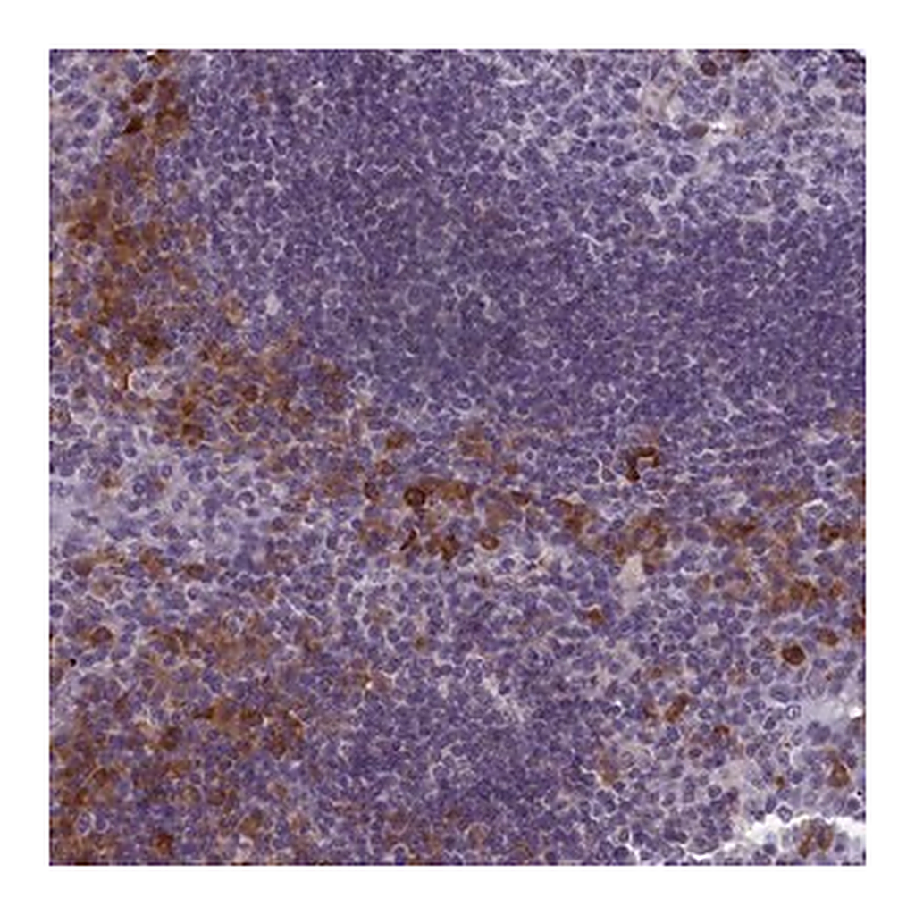 Merck Anti-CNEP1R1 antibody produced in rabbit