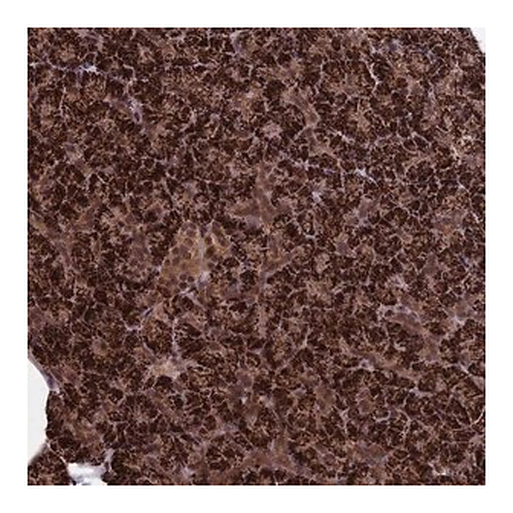 Merck Anti-CACTIN antibody produced in rabbit