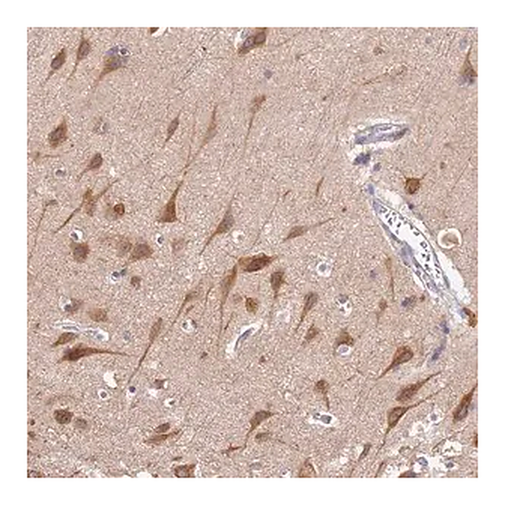 Merck Anti-BSCL2 antibody produced in rabbit